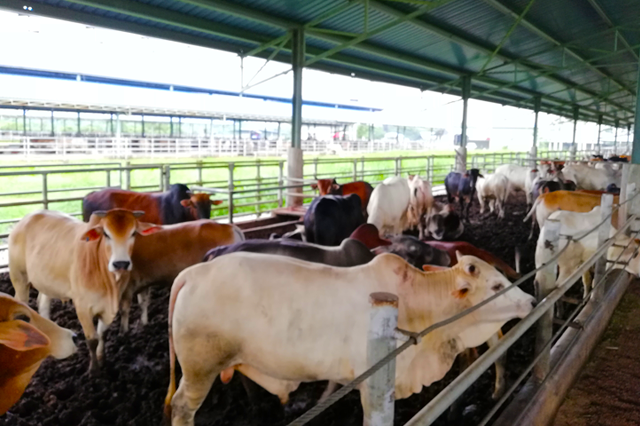 lembu 1